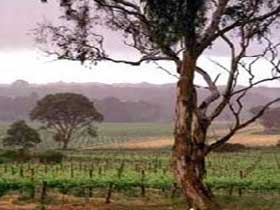 Yangarra Estate Vineyard - Geraldton Accommodation 0