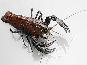 Andermel Marron - Geraldton Accommodation 0