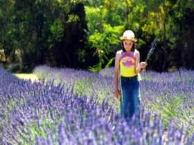 Brayfield Park Lavender Farm - Geraldton Accommodation 0