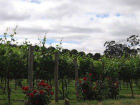 Manyara Vineyard - Geraldton Accommodation 0