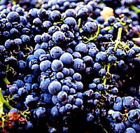 Laurel Bank Vineyard - Geraldton Accommodation