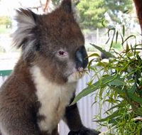 Glen-Forest Tourist Park - Geraldton Accommodation