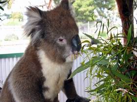 Glen-Forest Tourist Park - Geraldton Accommodation 0