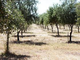 Talinga Grove Olive Oils - Geraldton Accommodation 0