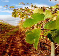 Mirabella Vineyards - Geraldton Accommodation