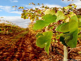Mirabella Vineyards - Geraldton Accommodation 0