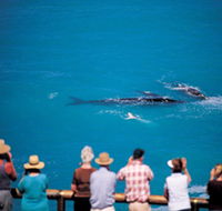 Whale Watching At Head Of Bight - Geraldton Accommodation
