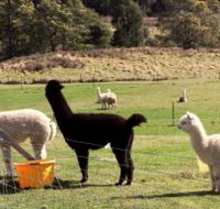 Maydena Country Cabins Accommodation  Alpaca Stud - Geraldton Accommodation