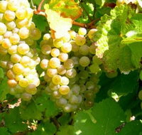 Winstead Vineyard - Geraldton Accommodation