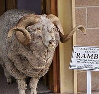 Tasmanian Wool Centre - Geraldton Accommodation