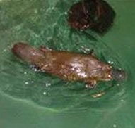 Platypus House - Geraldton Accommodation