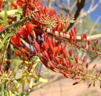 Olive Pink Botanic Garden - Geraldton Accommodation