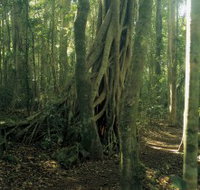 Lamington National Park Binna Burra Section - Geraldton Accommodation