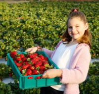 Strawberry Fields - Geraldton Accommodation