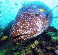 Lady Musgrave Island Dive Sites - Geraldton Accommodation
