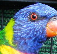 Fraser Coast Wildlife Sanctuary - Geraldton Accommodation