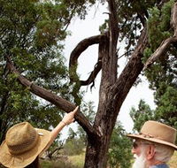 Charleville - Outback Native Timber Walk - Geraldton Accommodation
