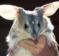 Charleville - Bilby Experience - Geraldton Accommodation