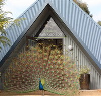 Halls Gap Zoo - Geraldton Accommodation
