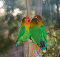 Ballarat Bird World - Geraldton Accommodation