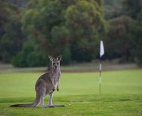 Anglesea Golf Club - Geraldton Accommodation 0