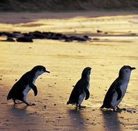 Phillip Island Nature Park - Geraldton Accommodation