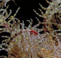 Point Danger Marine Sanctuary - Geraldton Accommodation