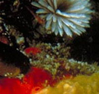 Point Cooke Marine Sanctuary - Geraldton Accommodation