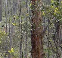 Heathcote-Graytown National Park - Geraldton Accommodation