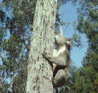 Creswick Regional Park - Geraldton Accommodation