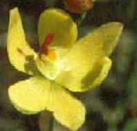 Langwarrin Flora and Fauna Reserve - Geraldton Accommodation