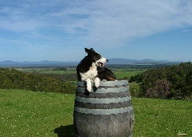 Windy Ridge Vineyard And Winery - Geraldton Accommodation 0