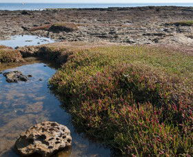 Ricketts Point Marine Sanctuary - Geraldton Accommodation 0