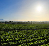 GREENSTONE VINEYARDS - Geraldton Accommodation