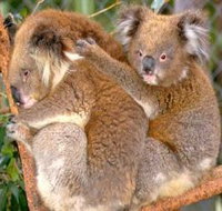 Shoalhaven Zoo - Geraldton Accommodation