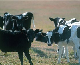 Bodalla Dairy Cheese Factory - Geraldton Accommodation 0