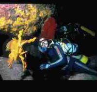 Solitary Islands Marine Park - Geraldton Accommodation