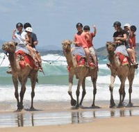 Camel Rides with Coffs Coast Camels - Geraldton Accommodation