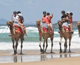 Camel Rides With Coffs Coast Camels - Geraldton Accommodation 0