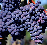 Morningside Vineyard - Geraldton Accommodation