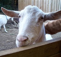 Drysdale Cheeses - Geraldton Accommodation