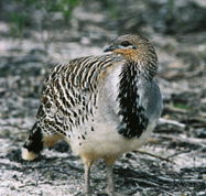Yongergnow Australian Malleefowl Centre - Geraldton Accommodation