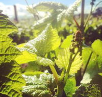 Punt Road Winery - Geraldton Accommodation