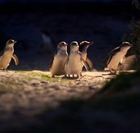 Phillip Island Nature Parks - Geraldton Accommodation