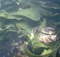 Churchill Island Marine National Park - Geraldton Accommodation