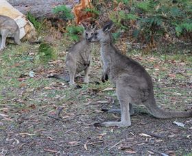 East Coast Adventure Bus - Geraldton Accommodation 4
