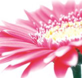 Burwood Plaza - Geraldton Accommodation