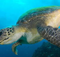 Byron Bay Dive Centre - Geraldton Accommodation