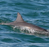 Byron Bay Dolphin Wildlife Tours - Geraldton Accommodation