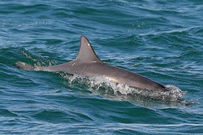 Byron Bay Dolphin Wildlife Tours - Geraldton Accommodation 0